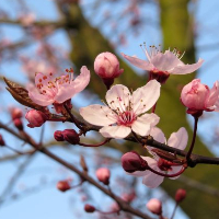 Aase Heidrun Dalsegg