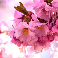 Inger Johanne Kjelland